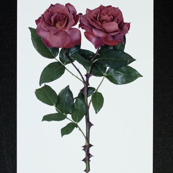 バラのポストカード　ブラック・ティー(ver.2)の画像