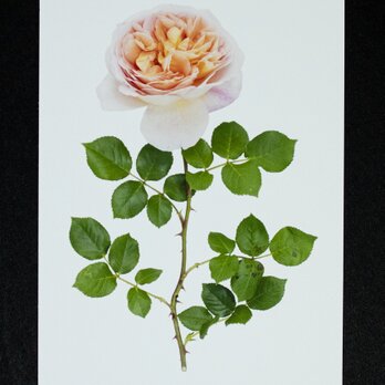 バラのポストカード　アブラハム・ダービーの画像
