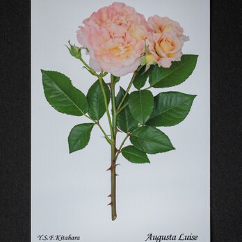 バラのポストカード　アウグスタ・ルイーゼの画像
