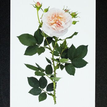 バラのポストカード　コレット（コレッタ）の画像