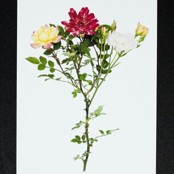 バラのポストカード　マスカレードの画像