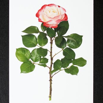 バラのポストカード　ノスタルジーの画像