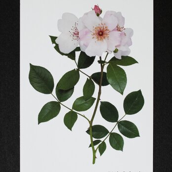 バラのポストカード　ピンク・サクリーナの画像