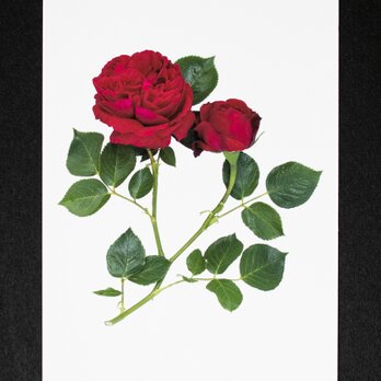 バラのポストカード　ルージュ・ピエール・ド・ロンサールの画像