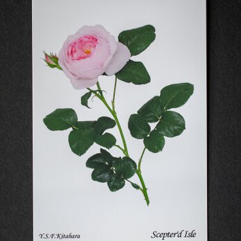 バラのポストカード　セプタード・アイルの画像