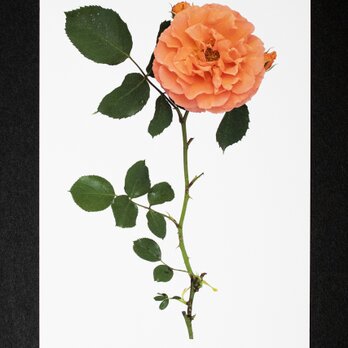 バラのポストカード　ビブ・レ・バカンスの画像