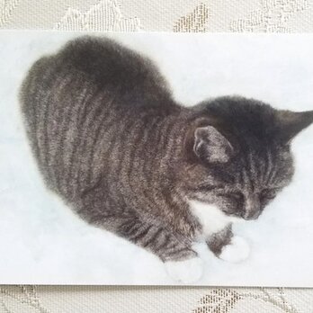 猫のポストカード（おすわり）の画像