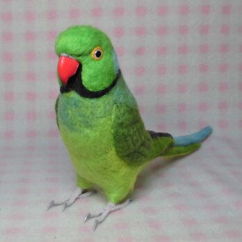 ライフサイズ　ワカケホンセイインコ★ルチノーやブルーに変更可能　羊毛フェルト　受注作成　うちの子オーダー可能　羊毛インコ　リアルの画像