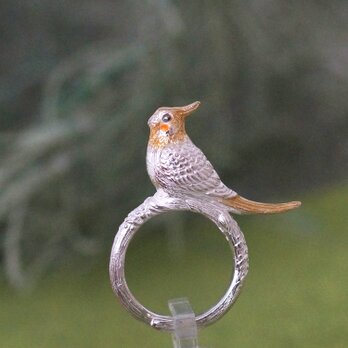 手乗りオカメインコリングの画像