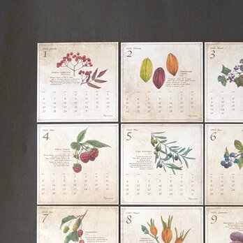 木の実の図鑑風カレンダー2020
