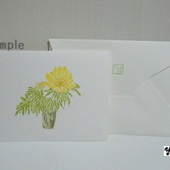 ミニカードセット〈福寿草－2ヨコ〉の画像