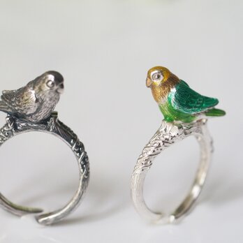 手乗りボタンインコリング