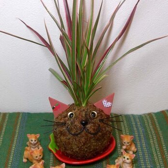 ネコ・ねこ・猫の「苔玉こけっぴ」の画像