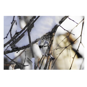 ＃１３７６ シマエナガの写真 ２Ｌサイズ（127×178mm）の画像