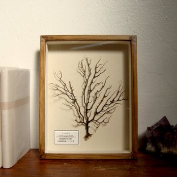 ウミウチワの標本その二十七。