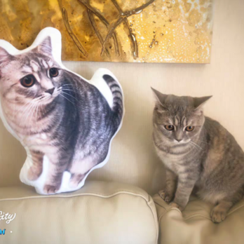 ダーメイド 25cm✩　ワンちゃん、猫ちゃんのオーダークッションの画像