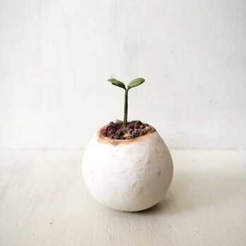 3448.bud 粘土の鉢植え
