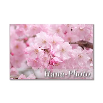 1374) 華やかで、個性的な桜たち　　　ポストカード5枚組の画像