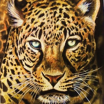 豹の画像