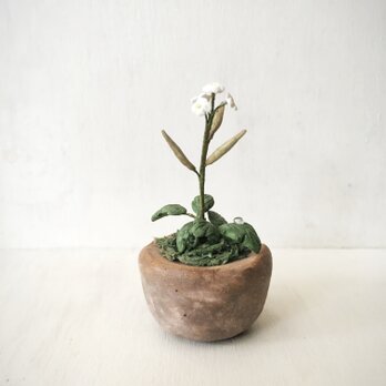 3515.bud 粘土の鉢植え タネツケバナの画像