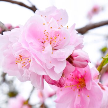 桜のポストカードセットの画像