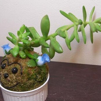 多肉植物の寄せ植え♪の画像