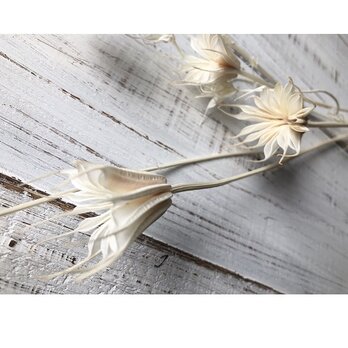 ニゲラオリエンタリス　3本セット　ニゲラ　オフホワイト　そのまま飾れるロングステム3本セット　ドライフラワー花材　ニゲラの画像