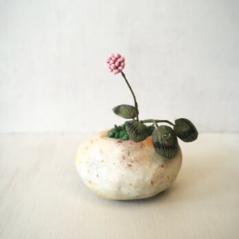 3562.bud 粘土の鉢植え ヒメツルソバの画像