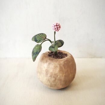 3563.bud 粘土の鉢植え ヒメツルソバの画像
