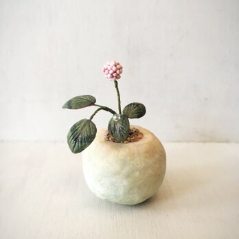 3564.bud 粘土の鉢植え ヒメツルソバの画像