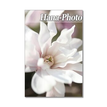 1381) 華やかなモクレン・満天星つつじ・アーモンドの花 　ポストカード5枚組の画像