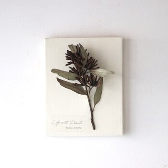 植物キャンバスS “ユーカリ・レマニー”【bdfa200016】ドライフラワーの画像