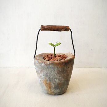 3595.bud 粘土の鉢植え バケツの画像