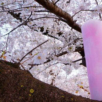 LIMITED MODEL 桜 〜Sakura〜の画像