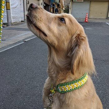 ３色編み込みハーフチョーク　お揃いのリードもあります　大型犬用　(内周４１ｃｍ～５０ｃｍ)の画像