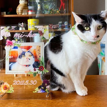 ビッグサイズ 世界にひとつ うちの子記念 アクリルフォトスタンド ペット メモリアル 写真 ブライダル 入学 出産 猫の画像