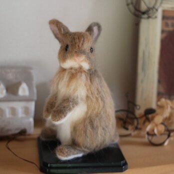 羊毛うさぎサン☆ネザーランドドワーフ