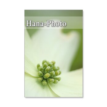 1392)　美しいハナミズキと八重桜  　ポストカード5枚組の画像