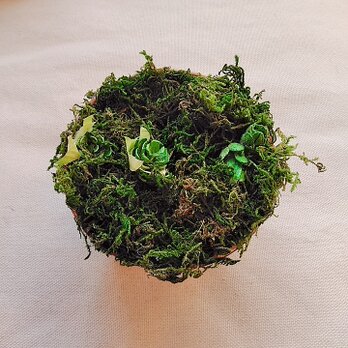 蕗の薹の画像