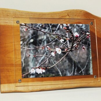 木製壁掛けフォトフレームA4サイズ対応　No.5朱里桜の天然木の画像