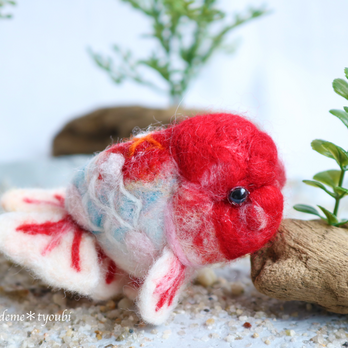 桜錦　金魚　羊毛フェルト　誕生日　ペット　動物　アクアリウム　透明　母の日　プレゼントの画像