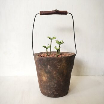 3715.bud 粘土の鉢植え バケツの画像