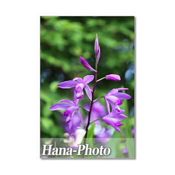 1397) 青や紫の花  　ポストカード5枚組の画像