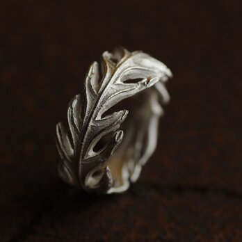 グレビレアアイバンホーの葉のリングの画像