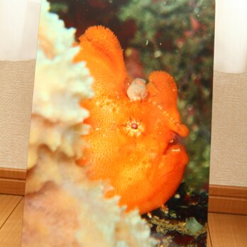 カエルアンコウのフォトパネル(木製)の画像