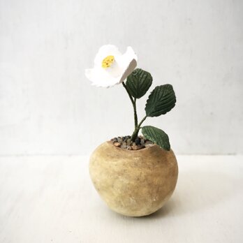 3806.bud 粘土の鉢植え ナツツバキの画像