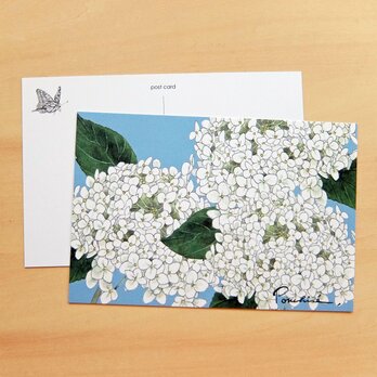 ポストカード　紫陽花の画像