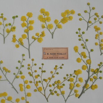 ミモザ　花　押し花 　キャンドル　ハーバリウム　レジン　素材　花材 （花枝8本）の画像