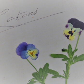 押し花　絵になるビオラ　キャンドル　ハーバリウム　レジン　標本　ボタニカル　素材　花材　2本の画像