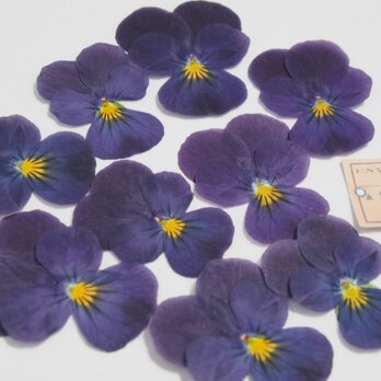押し花　ビオラ　すみれのような紫　素材　花材　キャンドル　ハーバリウム　レジンの画像
